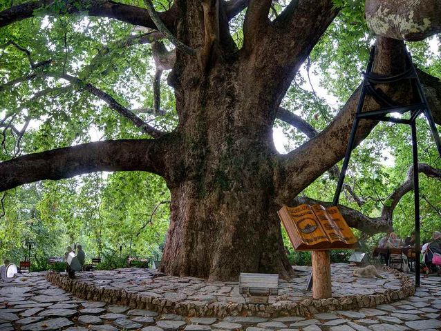 السياحة في بورصة تركيا Historical-tree-in-bursa