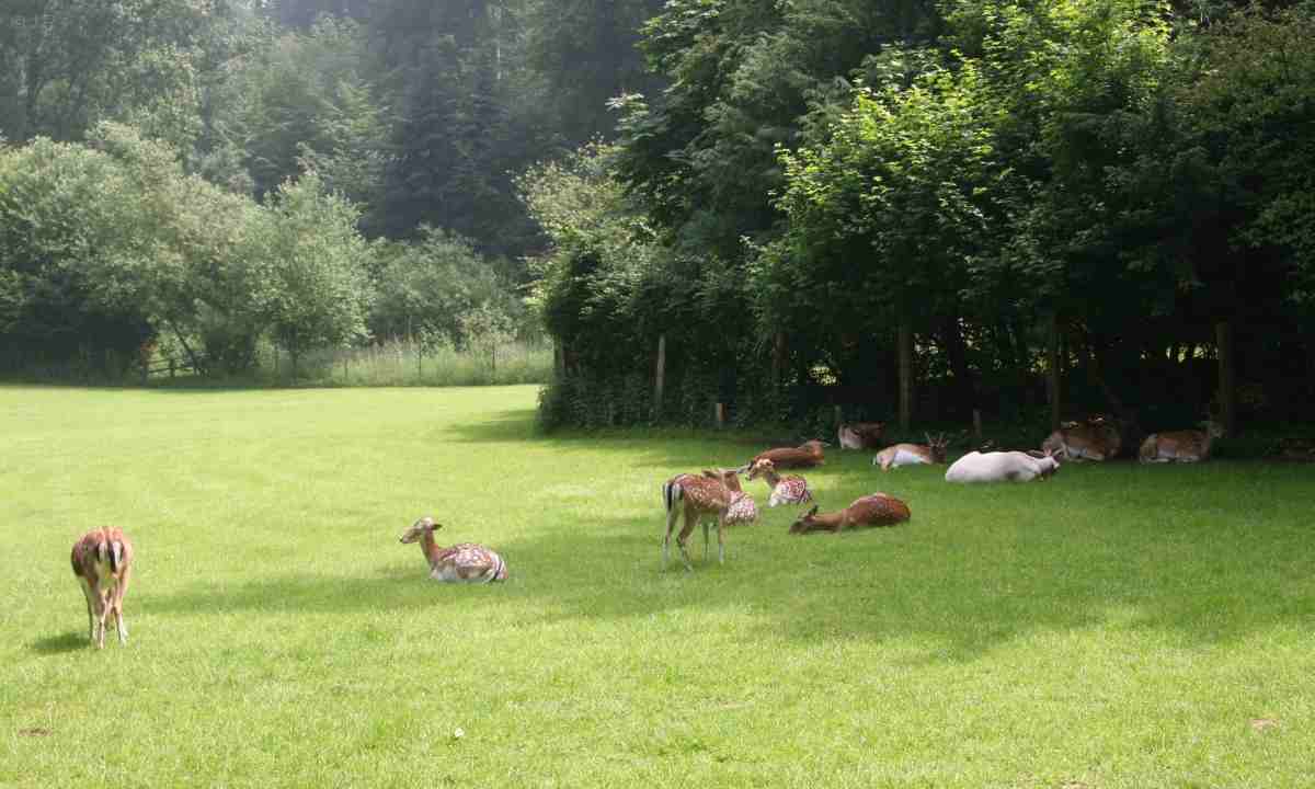 wildpark-grafenberger.jpg