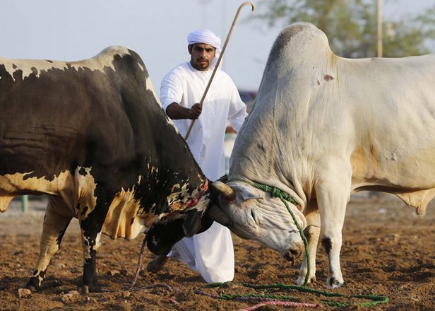 ساحة مصارعة الثيران في الفجيرة من اهم اماكن السياحة في الفجيرة