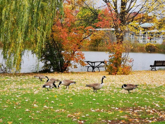 Top things to do at Angrignon Park Montreal