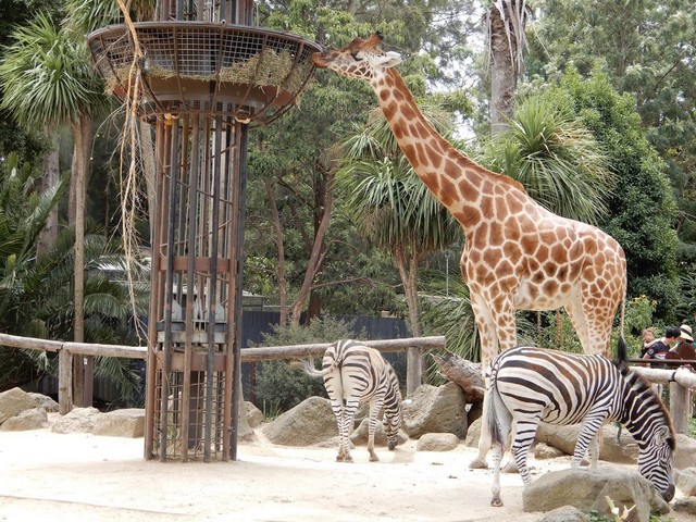 melbourne zoo visit