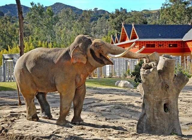 Top 5 things to do in Los Angeles Zoo