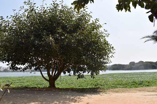 Madiwala Lake Bengaluru