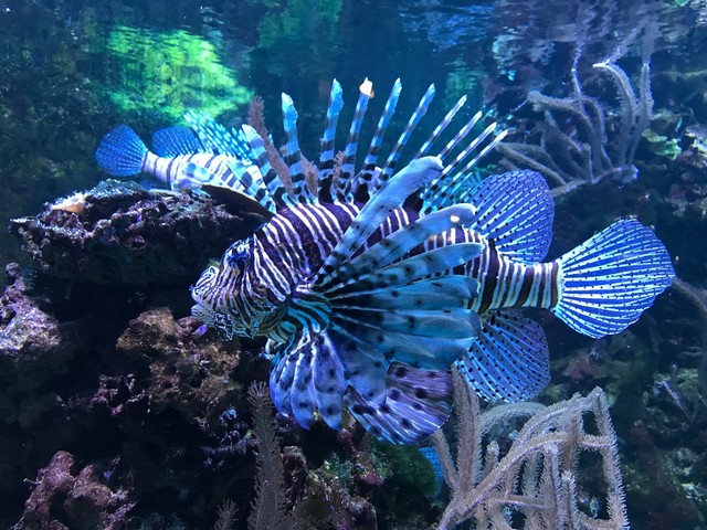 Best Things to Do in Aquarium Tropical Paris