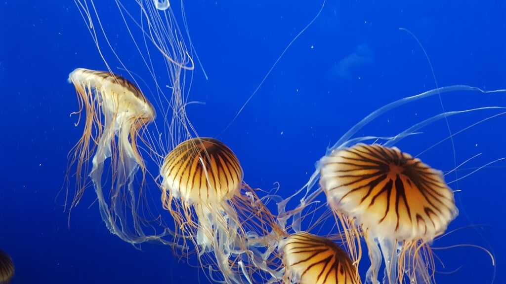 Best 3 things to do in Vancouver Aquarium