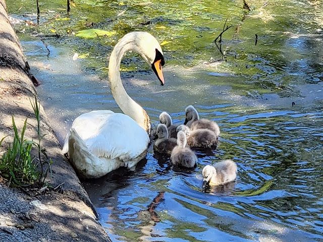 Top 4 Things to Do at Charles River Esplanade Boston