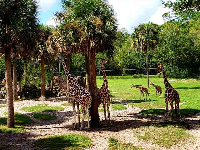 Best 5 Things to Do in Jacksonville Zoo