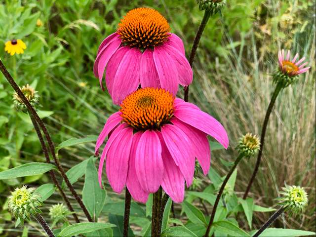 Top 11 things in Lady Bird Johnson Wildflower Center Austin