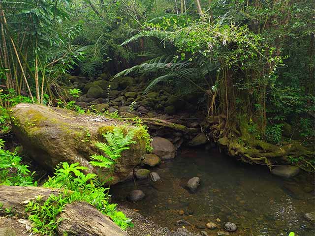 Top 4 Things to Do at Manoa Falls Honolulu