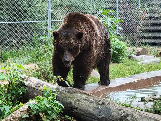 Top Things to Do in Saskatoon Forestry Farm Park & Zoo