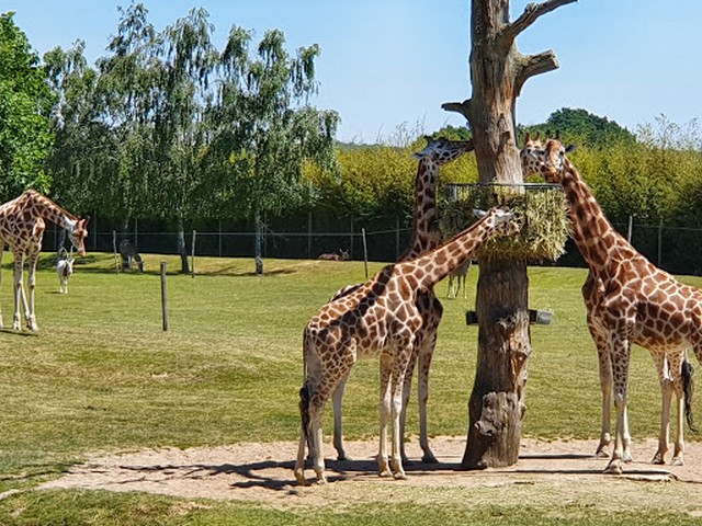 Top 7 Things to Do in Zoo de La Boissiere du Dore Nantes