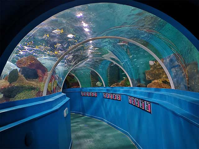 Best 3 Things to Do in Blue Reef Aquarium Portsmouth