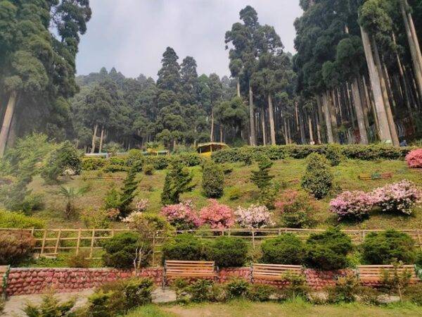 Best Things To See And Do At Lamahatta Darjeeling