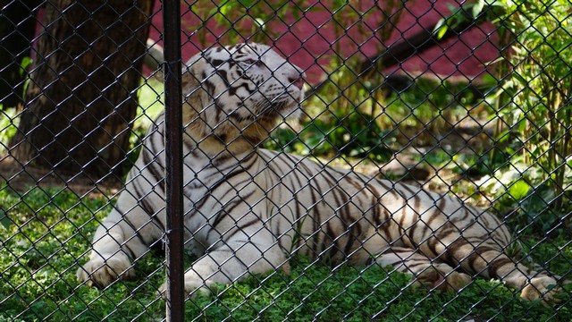 Best 3 things to do in Nehru Zoological Park Hyderabad