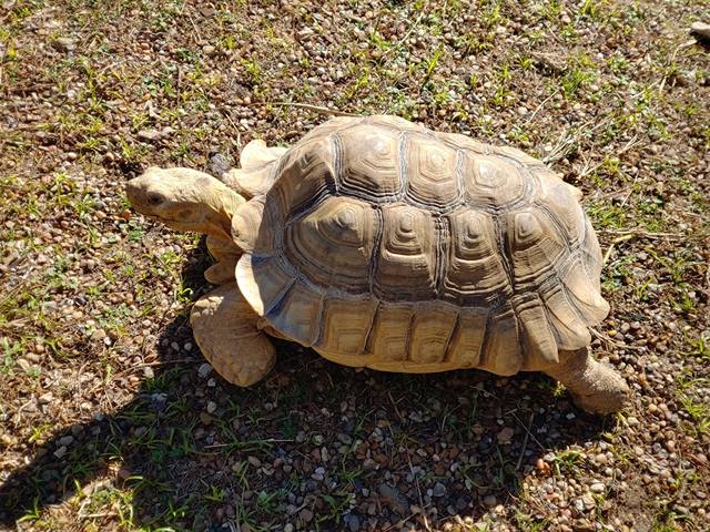 Best 4 Things to Do in Texas Zoo Victoria