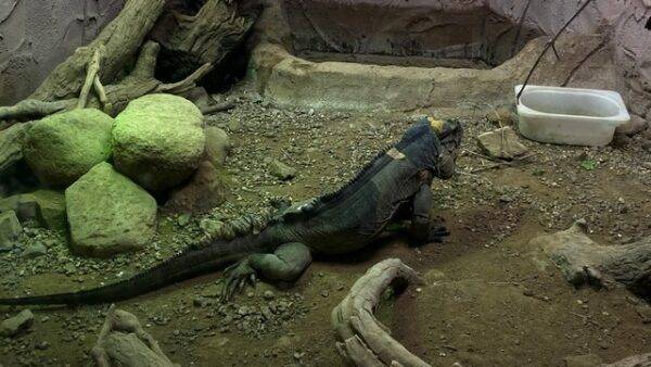 Best Things To Do In The National Reptile Zoo Kilkenny