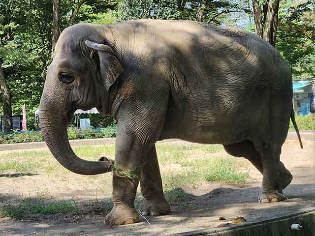 Best 5 Things to Do in Chausuyama Zoo Nagano